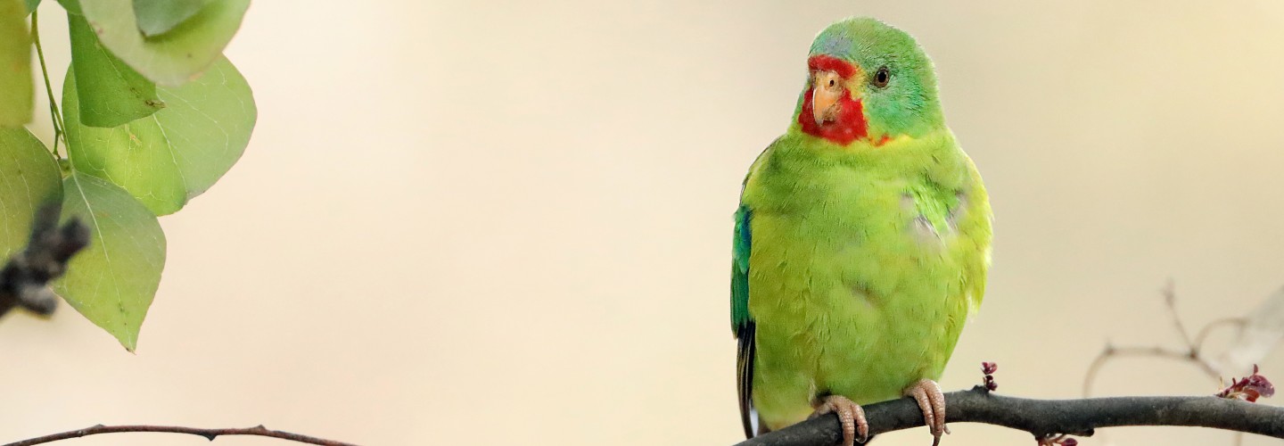 Critically Endangered Swift Parrot perched on a branch in front of a cream background.