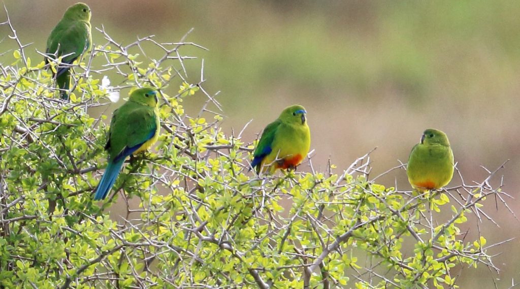 Four brightly-coloured Orange-bellied Parrots perched on top of a bush against a blurred green background.