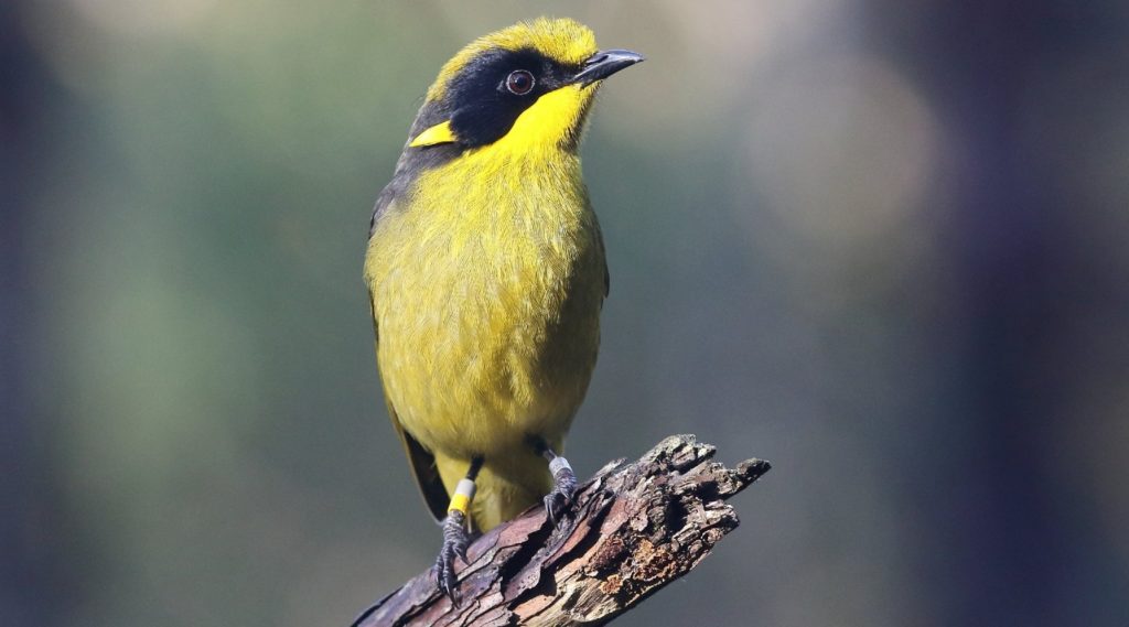 The critically endangered Helmeted Honeyeater at Yellingbo