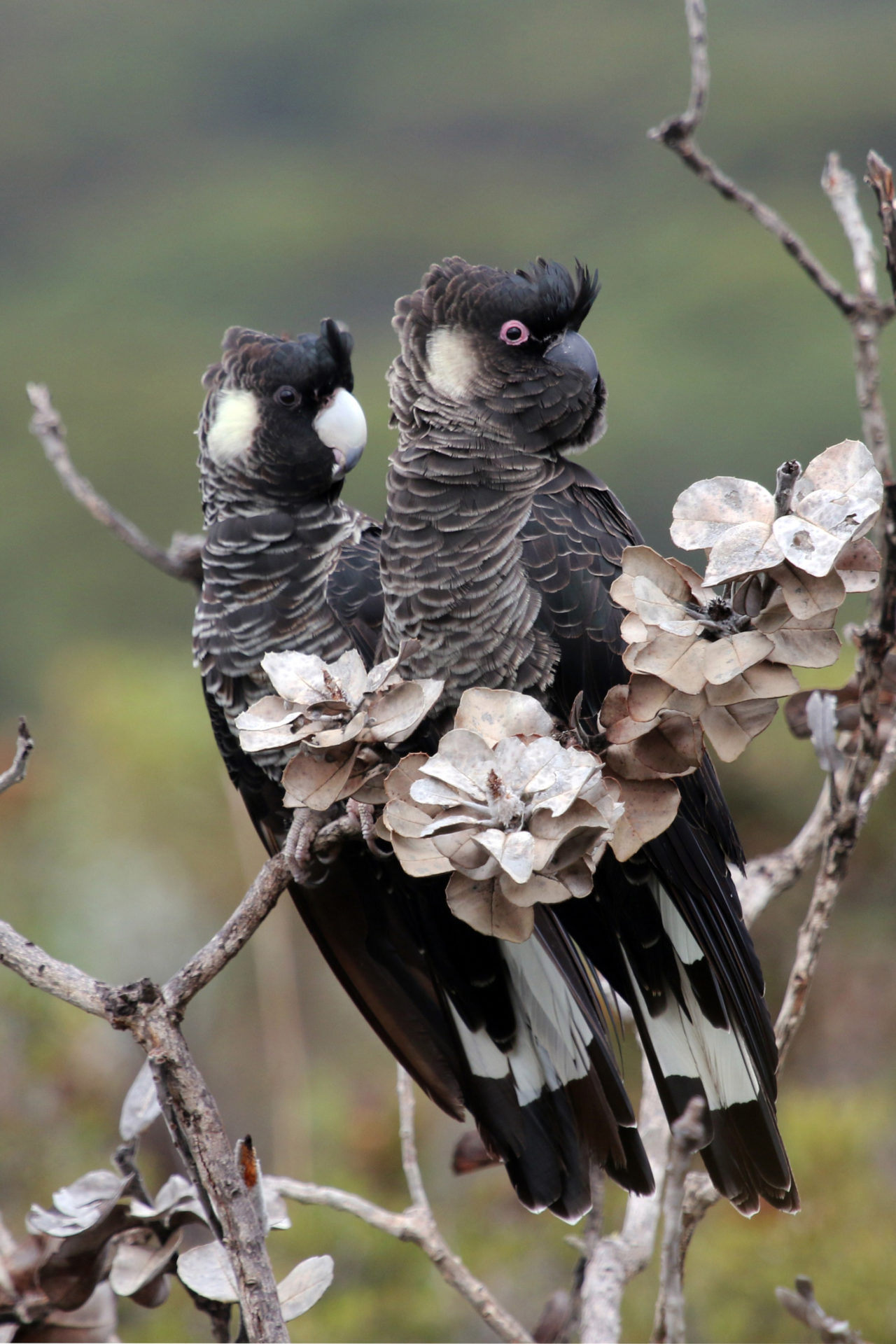 Carnabys Cockatoo Pair photographed by Raeline Smith