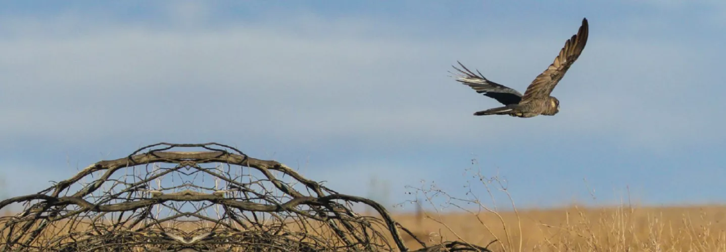 Carnaby Black Cockatoo in flight over a paddock