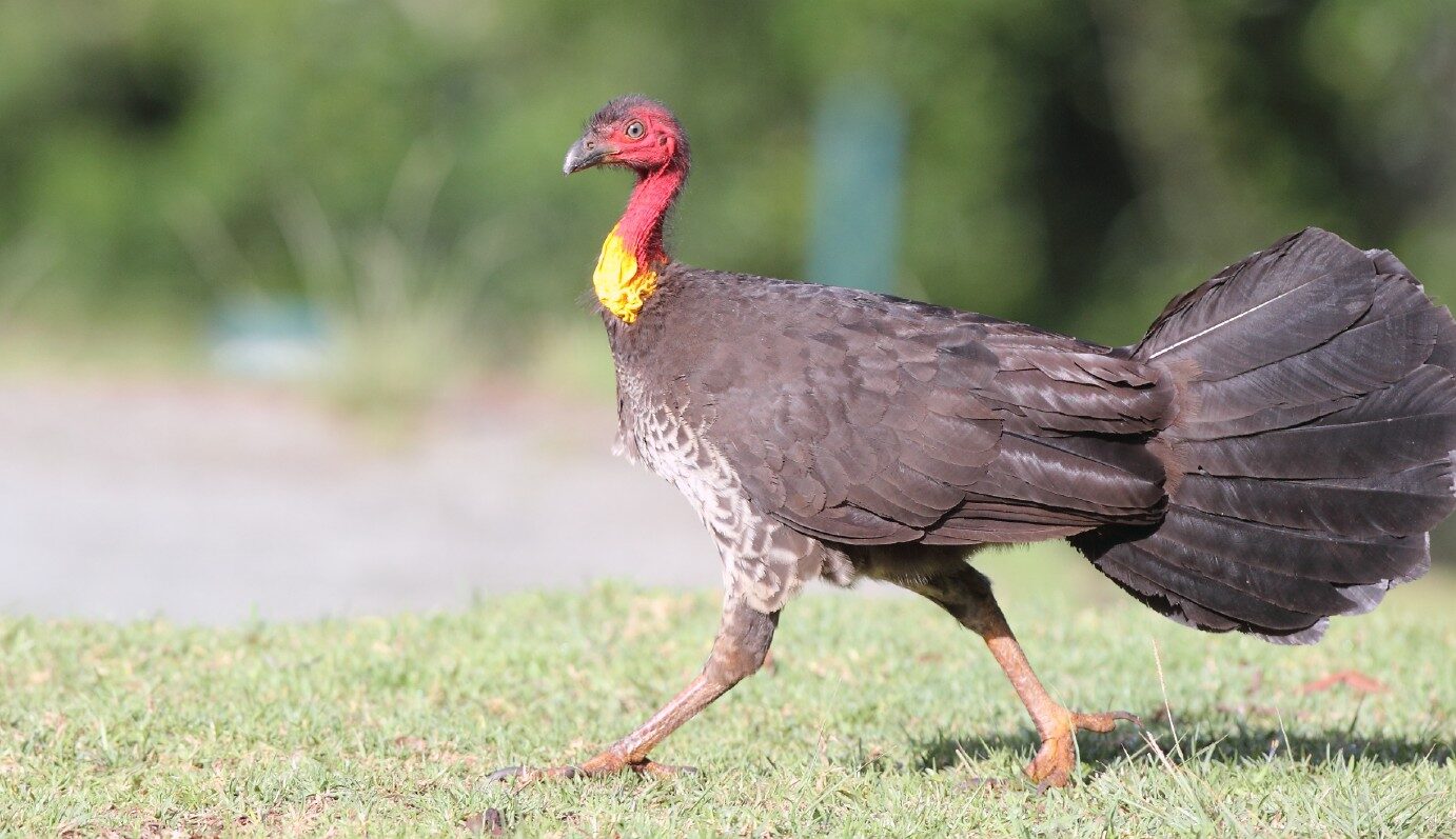 Australian Brush-turkey walking across a patch of grass