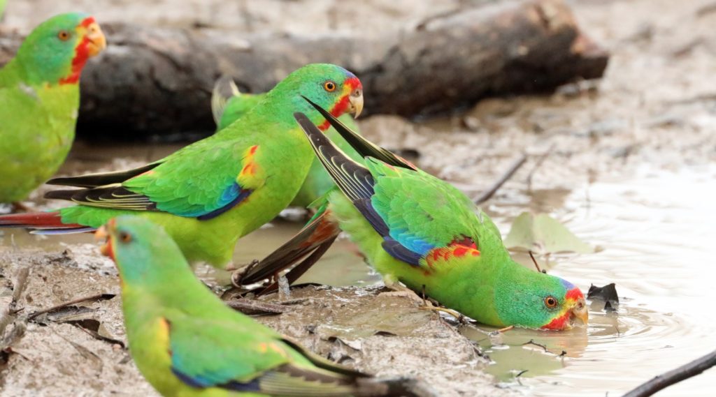 Critically Endangered Swift Parrots bathing in Canberra after migrating from their breeding grounds in Tasmania. 