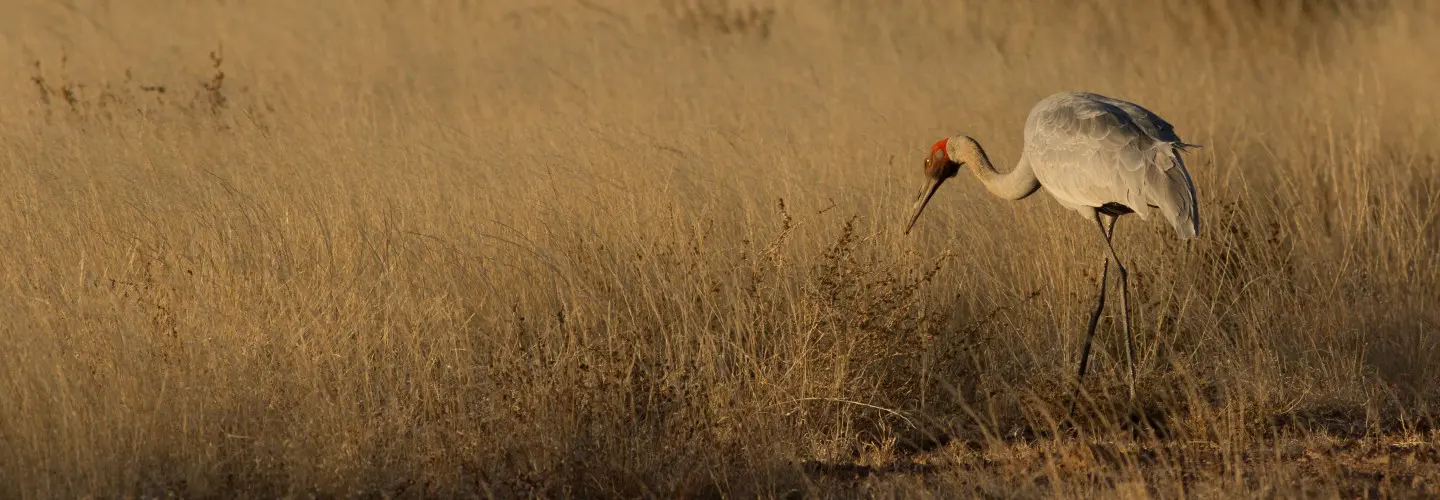 Brolga's inhabit this harsh environment of Central West grasslands. As water recedes from Billabongs and waterways they can be found out on the plains searching for food.