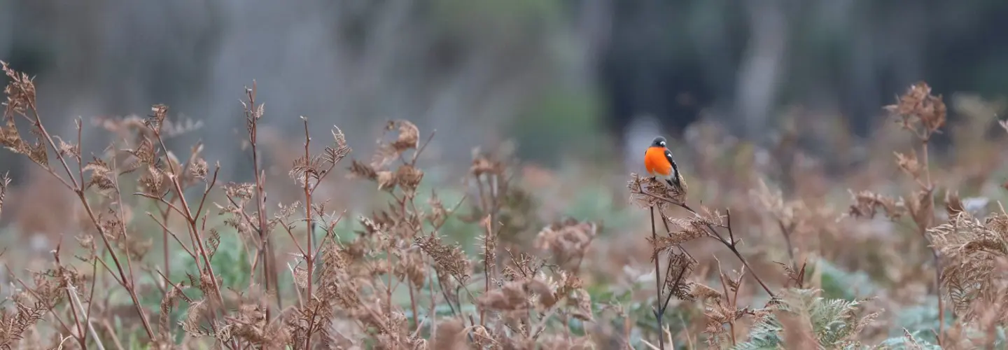 A Flame Robin sits on a branch among some ferns in King Island. The Robin is small in context of the vast plants