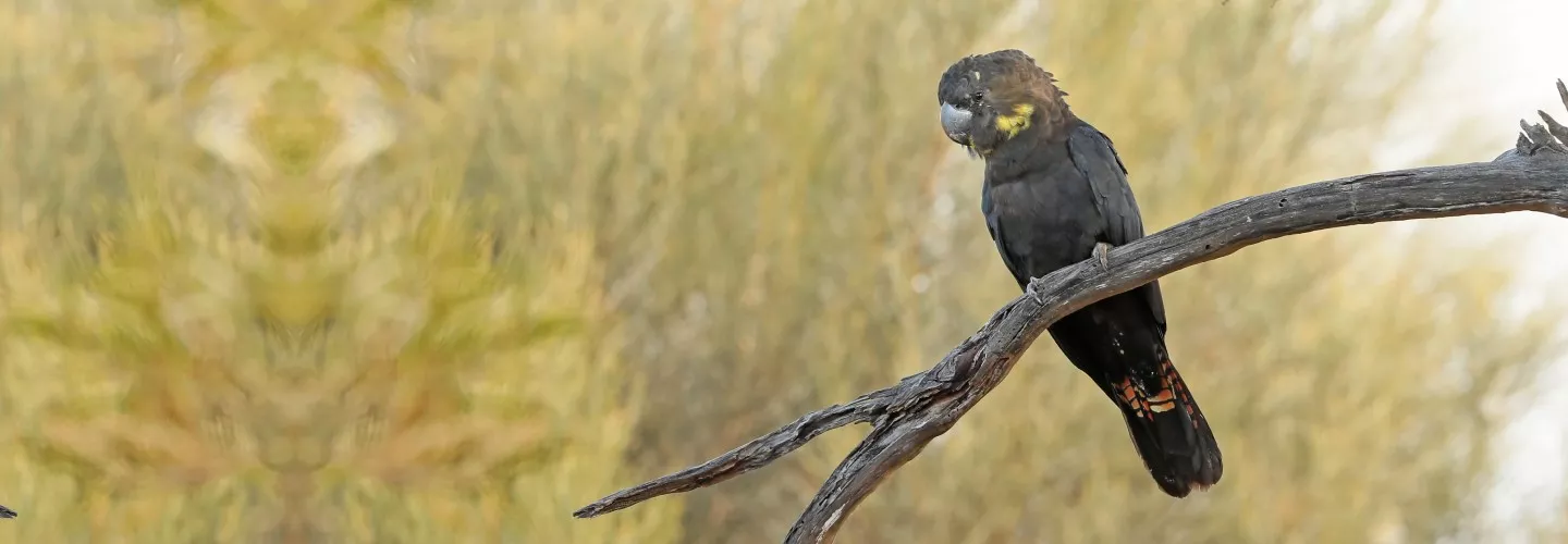 Glossy Black-cockatoo Female on Kangaroo Island
