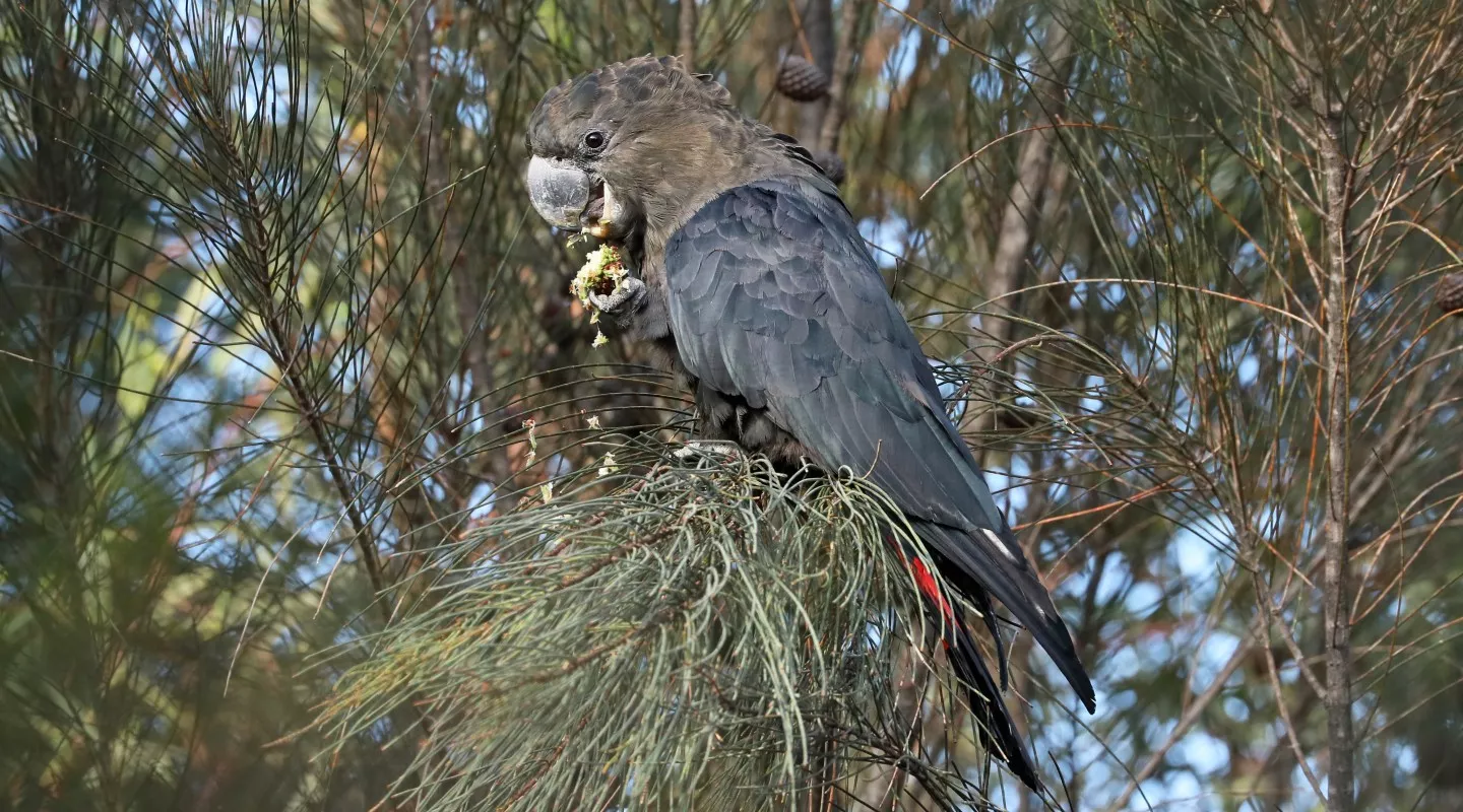 SE Glossy BlackCockatoo Bushfire Recovery BirdLife Australia