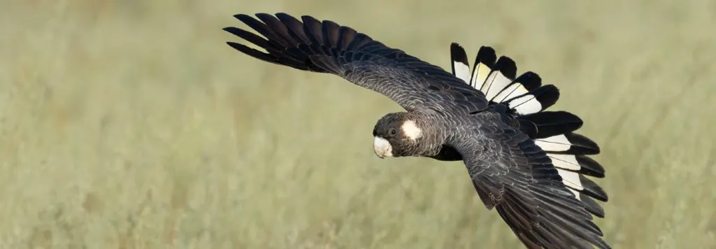 Carnaby's Black Cockatoo with outstretched wings in flight, WA