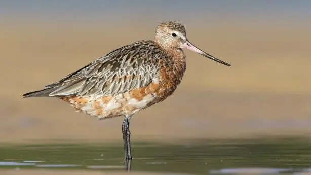 Bar-tailed Godwit. A bird with a long bill, the tip very slightly curved upward. Standing in water. Has a darker brown mottled top feathering, and belly feathers are white and copper mottling.
