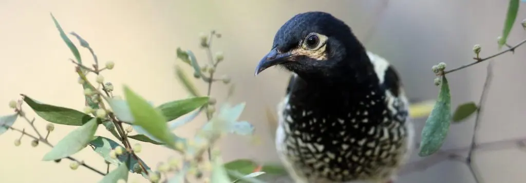 Regent Honeyeater Release Andrew Silcocks