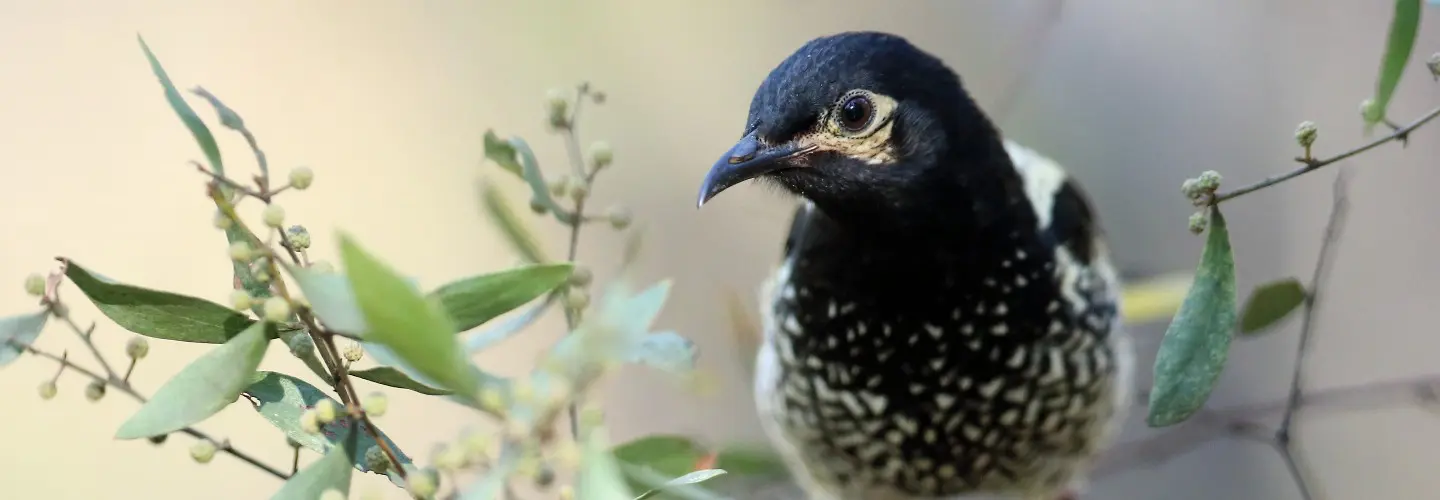 Regent Honeyeater Release Andrew Silcocks