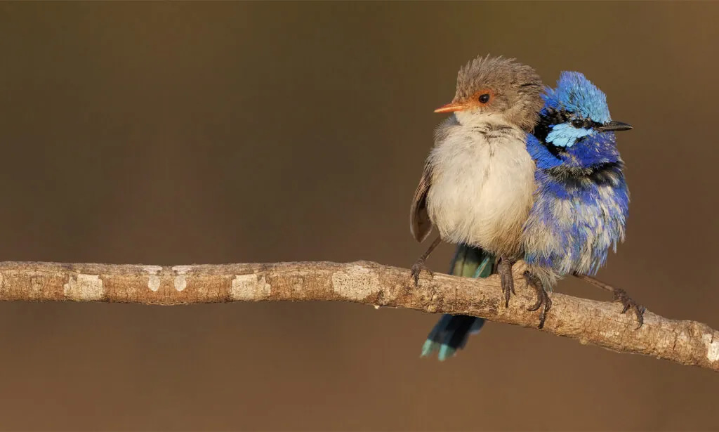 A pair of Splendid Fairy-wrens perched on a branch, back to back.
