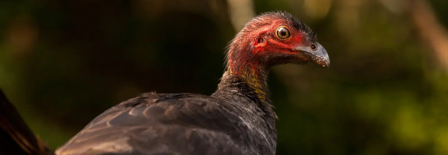 The Brush Turkey may not be the prettiest of Australian bird species but is probably one that is most recognised with their red head and yellow throat. They are really quite spectacular with their dark brown wings, the upright fantail, scaly like white and brown breast feathers and the fowl feet. This large bird knows I'm going to encourage it away from the garden where it regularly scratches the leave litter in every direction.