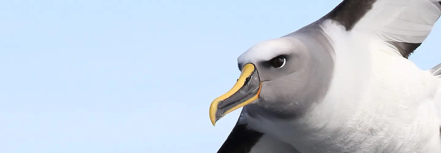 Buller's Albatross in flight