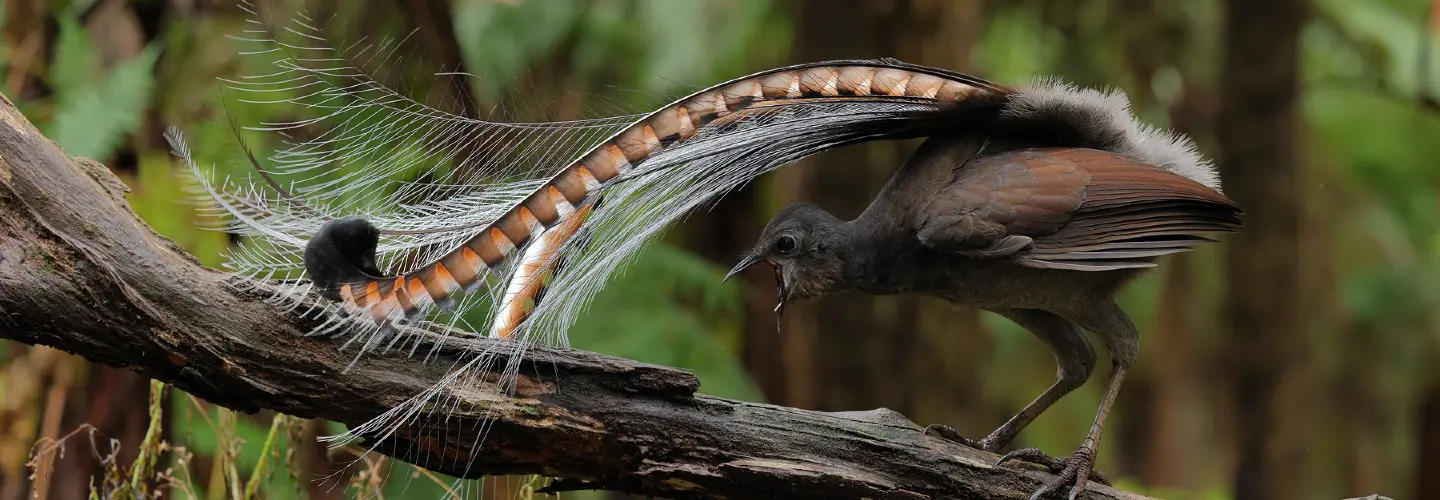 Males sometimes spontaneously display away from the mound with their attention focused on an inanimate object like a stick in the ground, small piece of vegetation, or in this image, the upturned end of the perch. The display is loud and energetic with the full range of vocalization and dance moves including the bird bouncing around the object of his attention while beating his wings in time with the ‘tuggerah-tuggerah’ call.