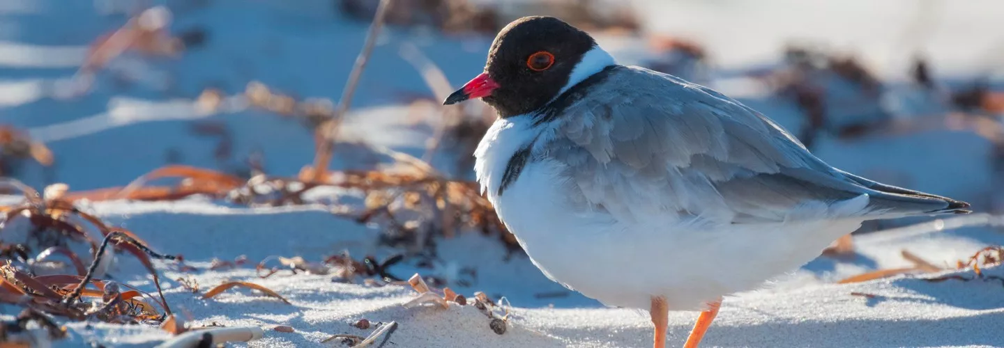 Hooded Plover on the beach