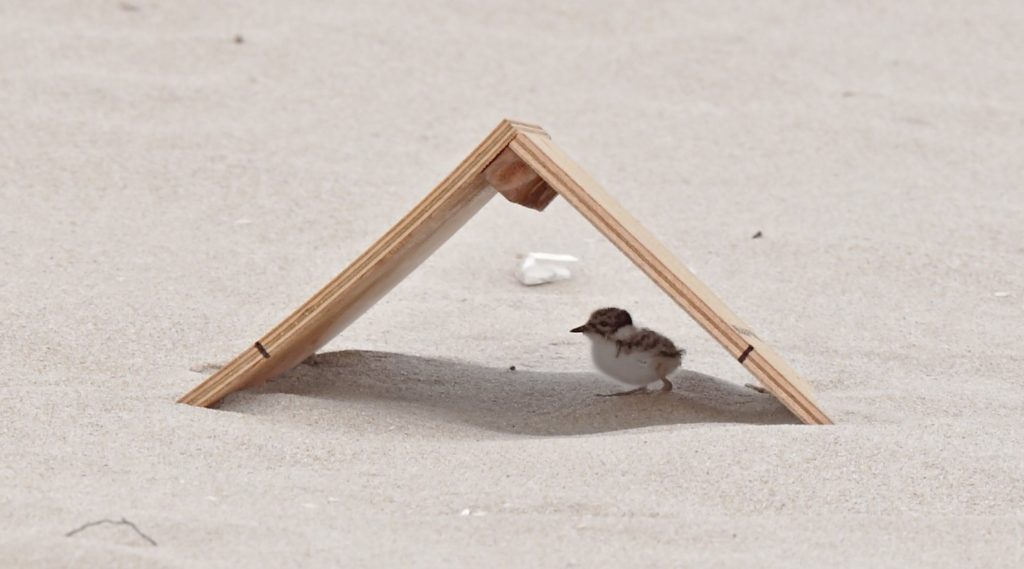 Hooded Plover in a shelter. Photographed by: Glenn Ehmke