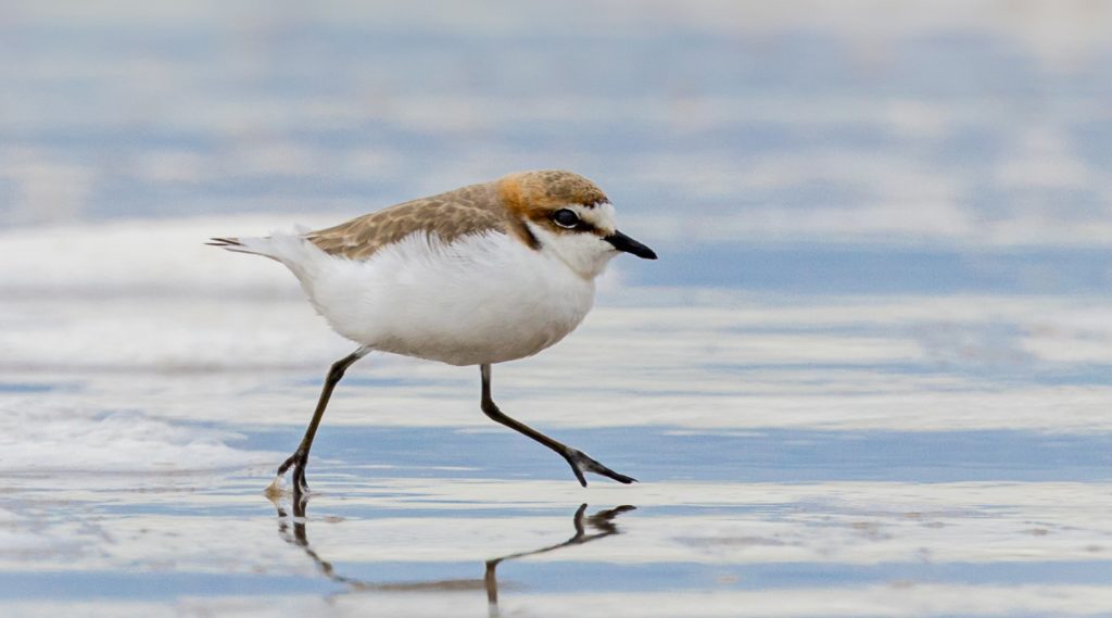 A Red-capped Plover running along the beach