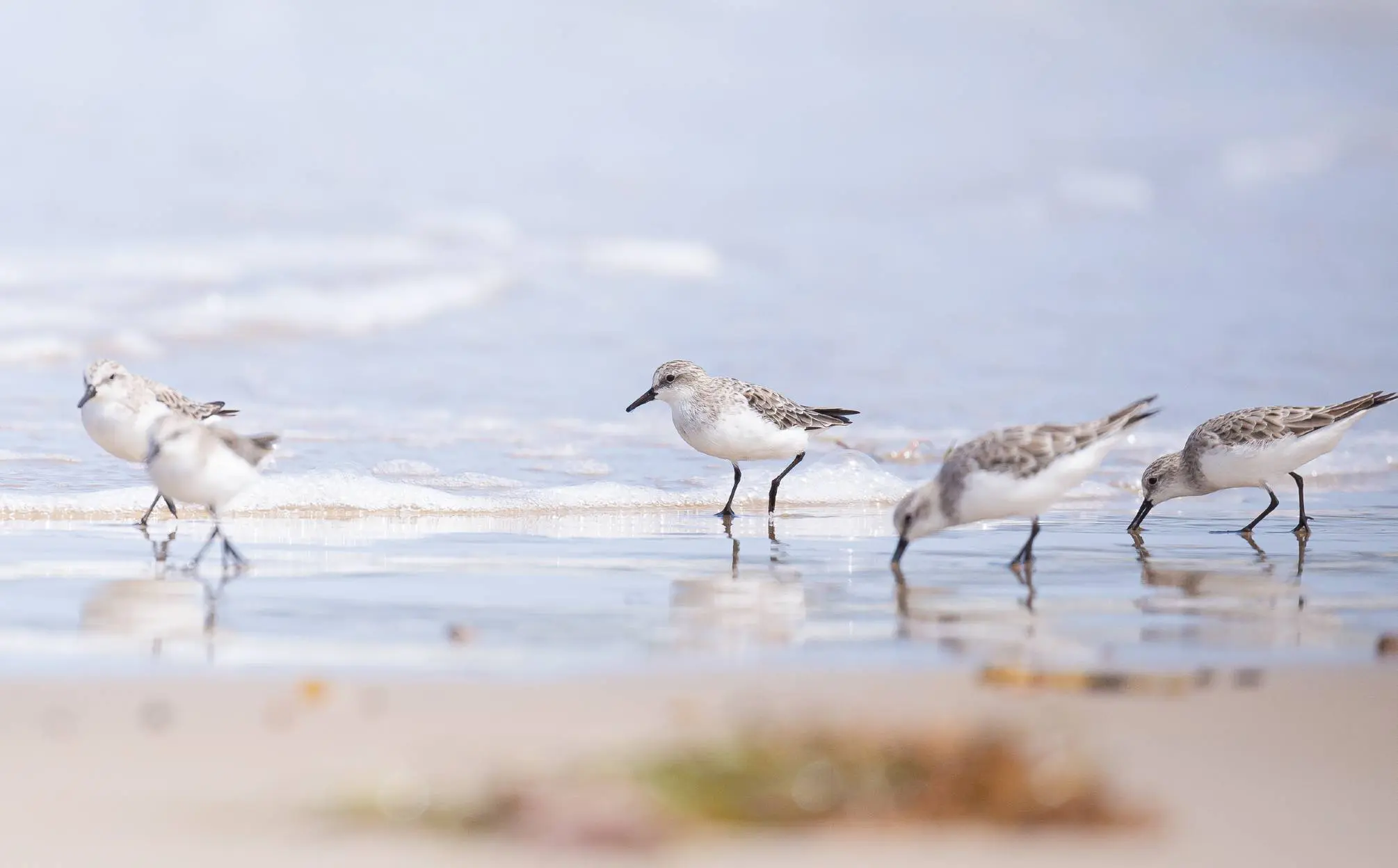 5 Red-necked Stints feeding on the sore