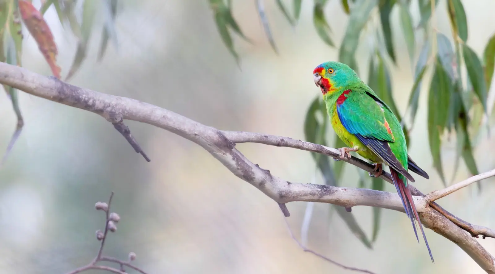 Swift Parrot sitting in a eucalyptus tree