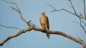 Red Goshawk on a branch with the sky as the backdrop