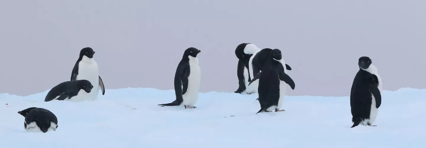 Adelie Penguin in Antarctica