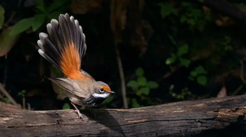 Rufous Fantail. A small bird with a brown head and chest. Copper orange lower back and upper tail feathers and eyebrows are also orange. Bird is facing sideways toward the right. Sitting on a fence and tail is fanned out. Background is dark.