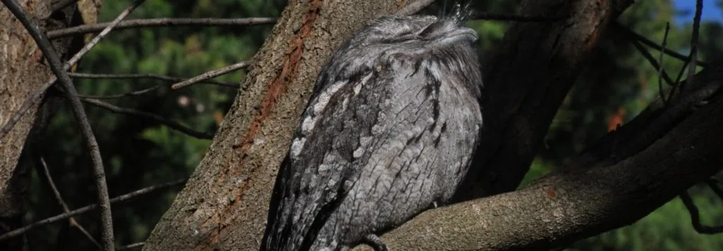 A tawny frogmouth visits the garden and sits in the sheok quite unperturbed