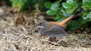 Rufous Fantail. A small bird with a brown head and chest. Copper orange lower back and upper tail feathers and eyebrows are also orange. Bird is facing sideways toward the left. Sitting on the ground. Tail is not fanned in the image, but sitting straight up