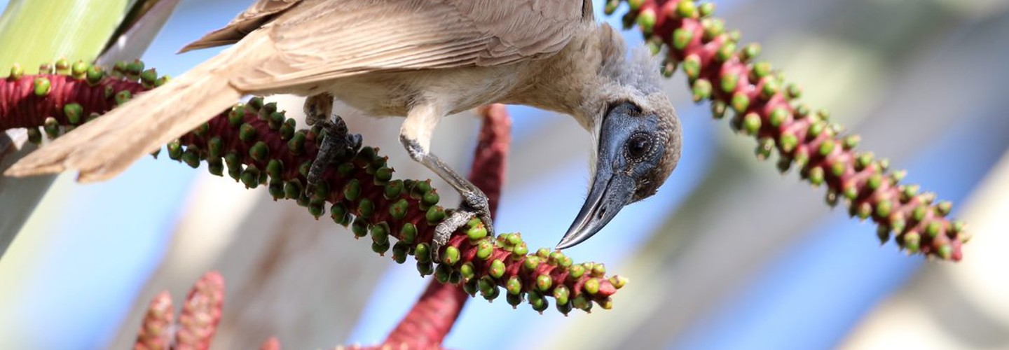 Little Friarbird, sitting on some flowering plants, facing side on toward the right, with its head facing down toward flower to retrieve nectar.