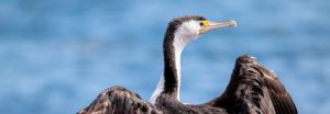 The Pied Cormorant is a large black and white bird with a long, grey, hooked bill and black legs and feet. It has an orange eye patch and bare throat skin, with a blue eye ring and the eye is green. Its black back is glossed green, and its underparts are all white, except for black stripes on the thighs. The bird is sitting on a rock, which is sitting beside the ocean. Bird is facing backwards, wings outstretched and looking to the right.