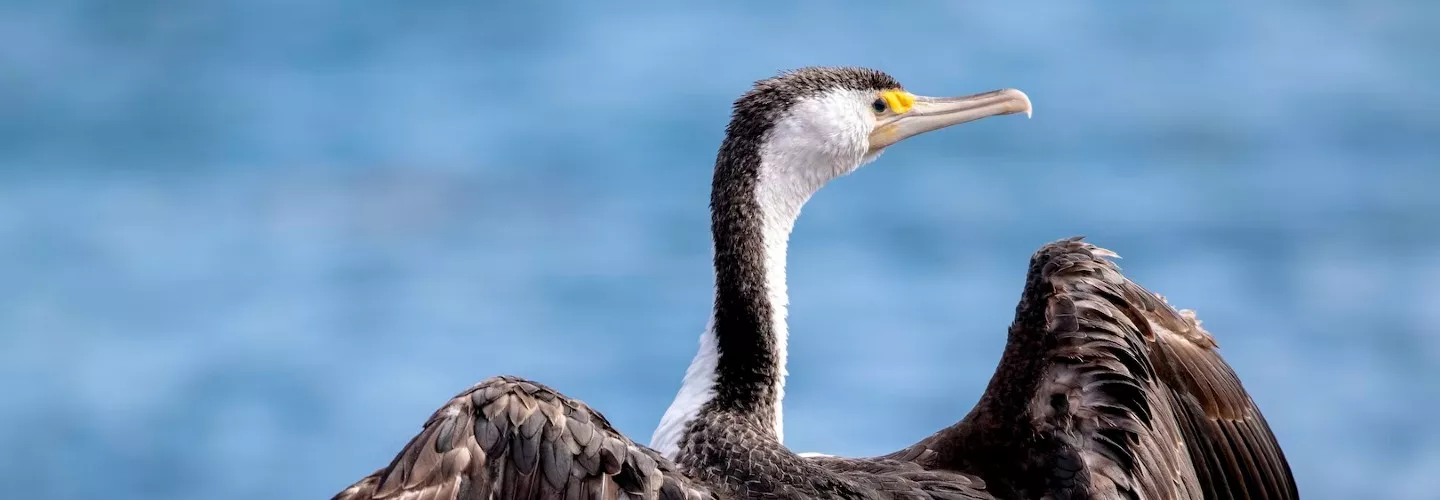 The Pied Cormorant is a large black and white bird with a long, grey, hooked bill and black legs and feet. It has an orange eye patch and bare throat skin, with a blue eye ring and the eye is green. Its black back is glossed green, and its underparts are all white, except for black stripes on the thighs. The bird is sitting on a rock, which is sitting beside the ocean. Bird is facing backwards, wings outstretched and looking to the right.