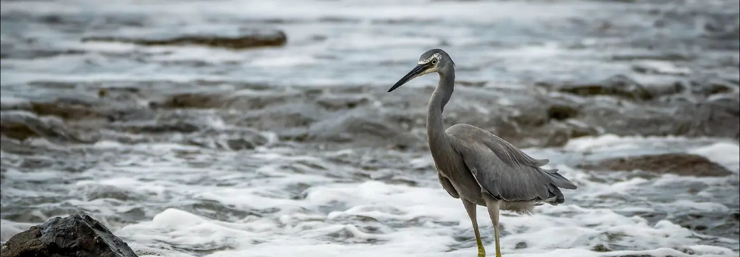 White-faced heron, a shorebird. grey in colour with a white mask, and long legs. Standing side on toward the left, on a rocky beach