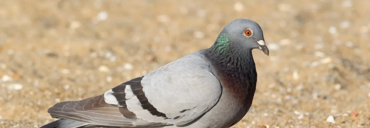 This rock dove mixture of grey, black, white and brown, with purple and green sheens. It is sitting on the ground looking and facing right