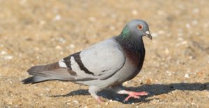 This rock dove mixture of grey, black, white and brown, with purple and green sheens. It is sitting on the ground looking and facing right