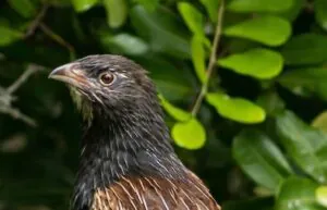Pheasant coucal, a large bird, with mottled brown feathers on back and a darker brown neck. Almost hawk like. Bird sitting on branch, looking and facing left
