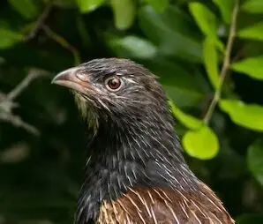 Pheasant coucal, a large bird, with mottled brown feathers on back and a darker brown neck. Almost hawk like. Bird sitting on branch, looking and facing left