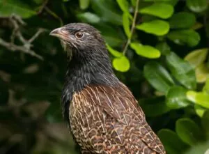 Pheasant coucal, a large bird, with mottled brown feathers on back and a darker brown neck. Almost hawk like. Bird sitting on branch, looking and facing left