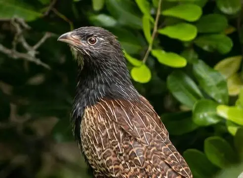 Pheasant coucal, a large bird, with mottled brown feathers on back and a darker brown neck. Almost hawk like. Bird sitting on branch, looking and facing left