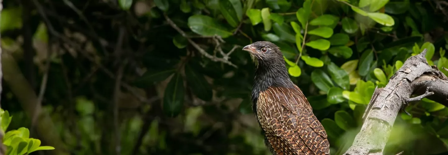 Pheasant coucal, a large bird, with mottled brown feathers on back and a darker brown neck. Almost hawk like. Bird sitting on branch, looking and facing left