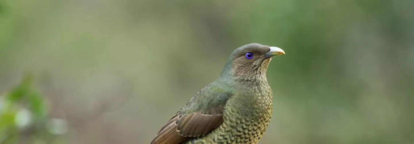 Satin Bowerbird, either young male or female in green plumage. Violet eye ring. Bird facing and looking to the right.