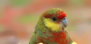 The head, neck and underbody of males are mostly red, while those of females and juveniles are mottled red. The cheek patch is yellow or cream. This photo is a close up of a juvenile or female, looking and facing right