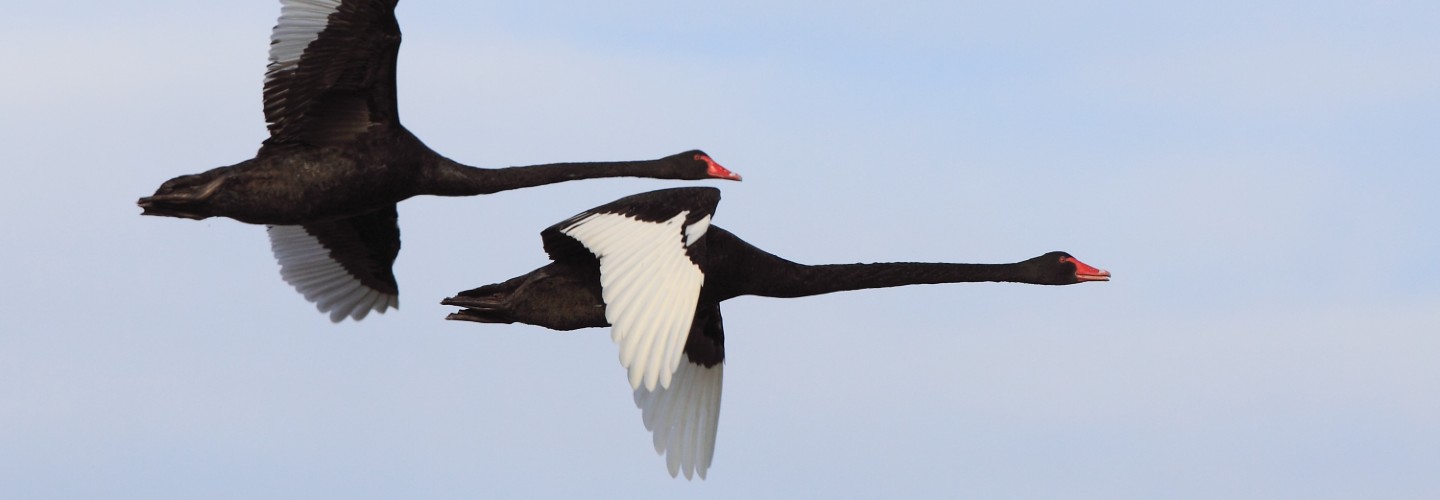 A pair of Black Swans in flight