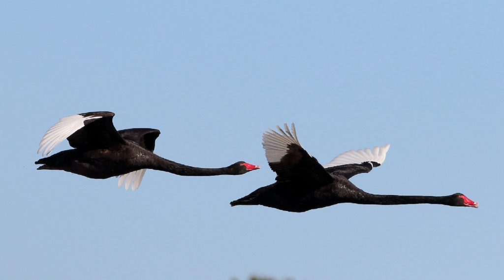 A pair of Black Swans in flight