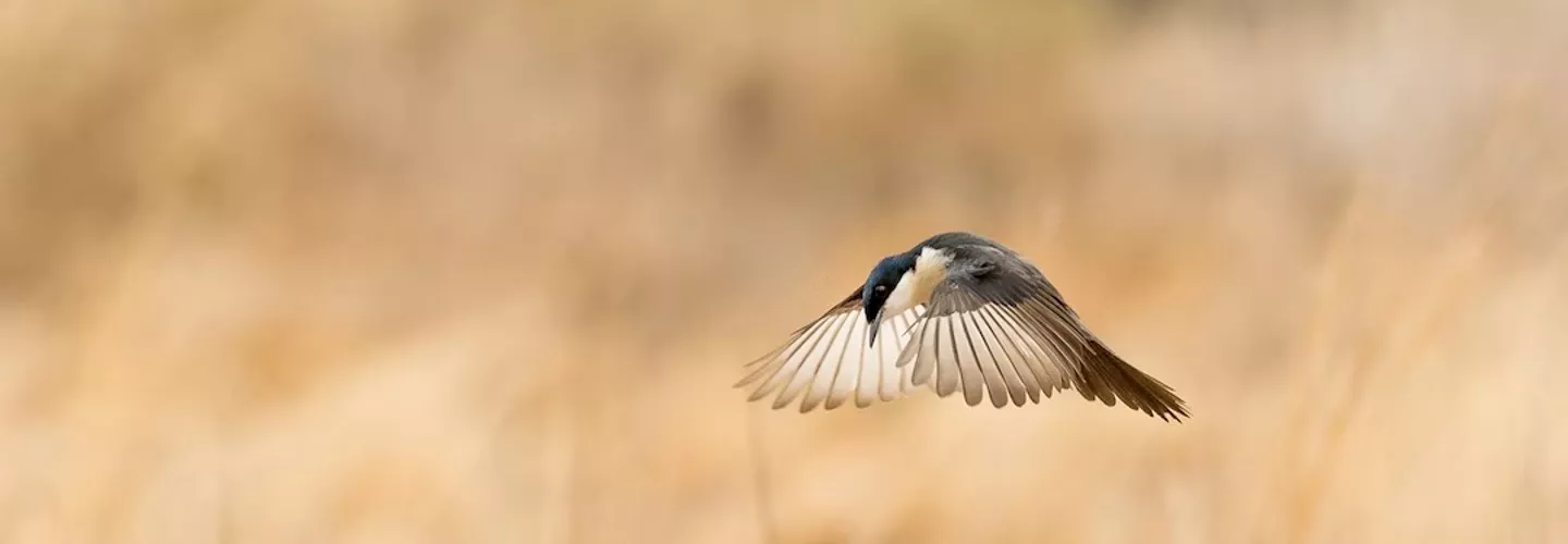 Restless flycatcher flying over field. Wings outstretched looking down.