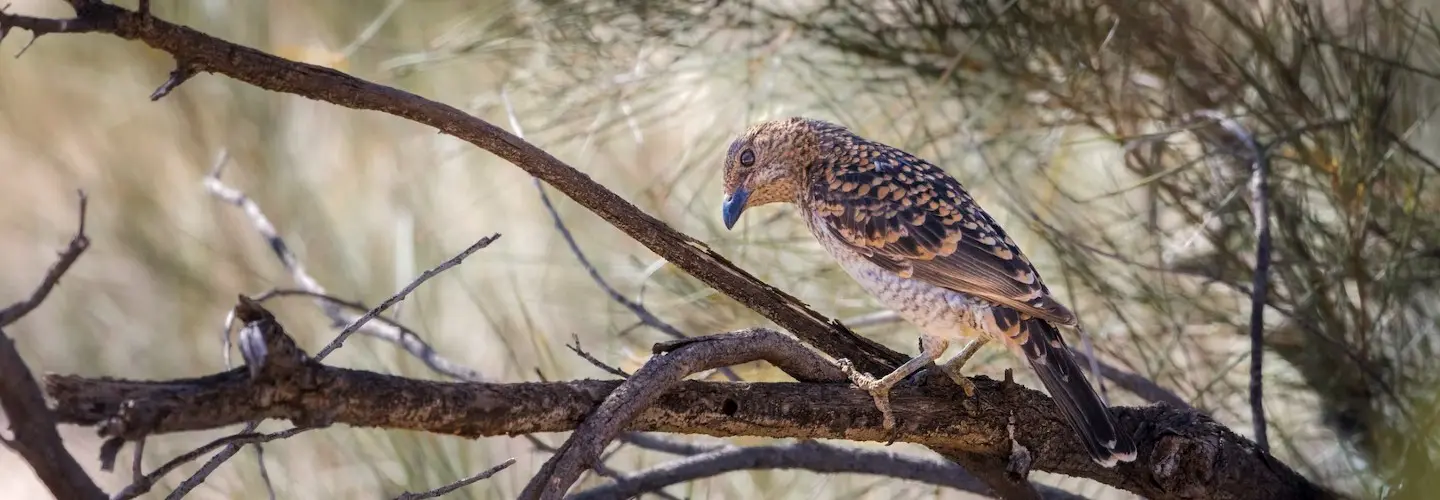 Spotted bowerbird, brown in colour with mottled light brown within feathers. Bird is facing side on to the left, head down looking toward the branch it is standing on