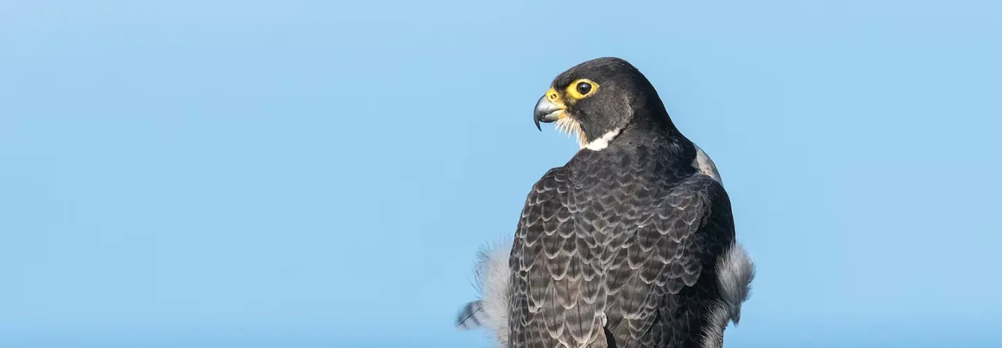 Peregrine falcon, grey in colour, angle is of the back of the bird, and its head is facing left. Blue sky in background.