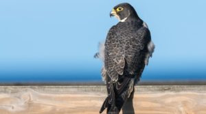Peregrine falcon, grey in colour, angle is of the back of the bird, and its head is facing left. Blue sky in background.