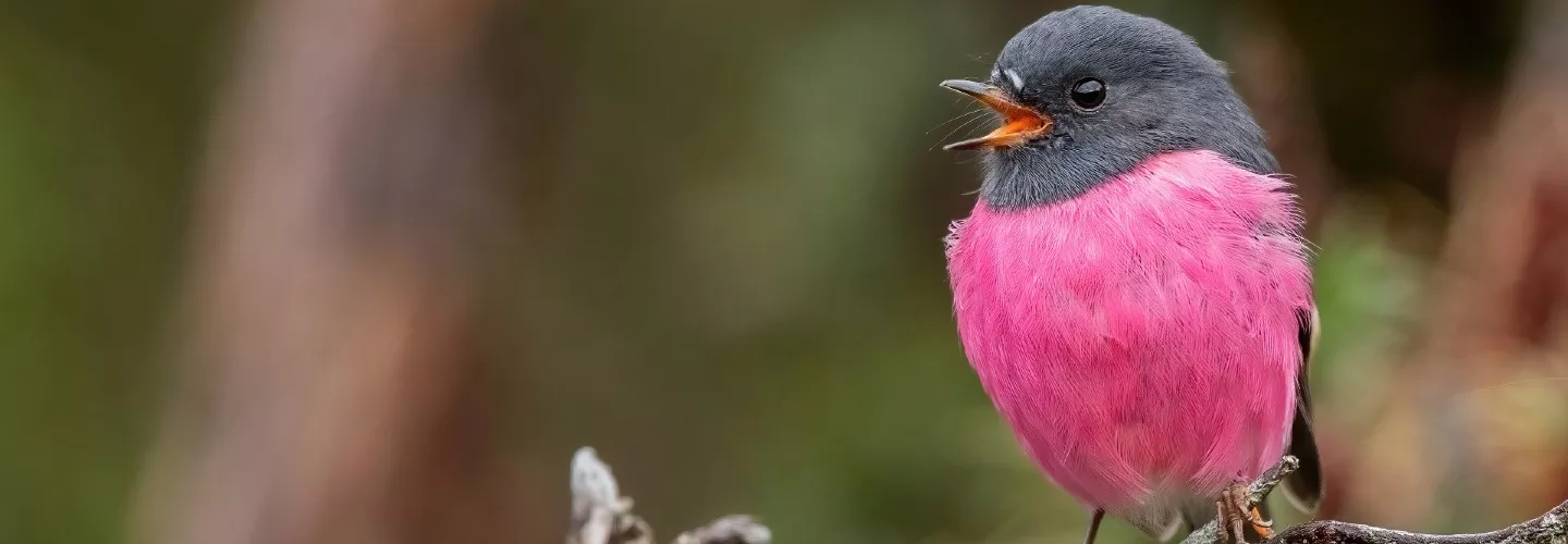 Male pink robin sitting and singing on a tree branch. It has a bright pink chest, with a blackish grey head and back. The bird is looking and facing left