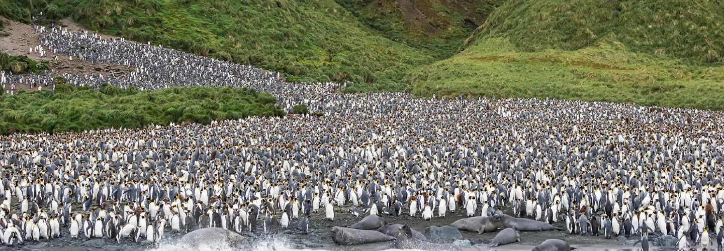 A fraction of the King Penguin colony on Lusitania Bay on Macquarie Island
